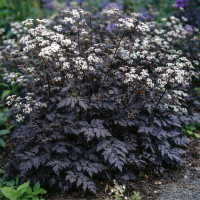 Anthriscus sylvestris Ravenswing 5 sem.