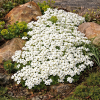 Arabis caucazian Schneeball 40 sem.