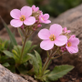 Arabis caucazian Rosea La Fraicheur 30 sem.