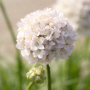 Armeria maritimă Morning Star White 7 sem.
