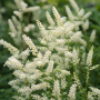 Aruncus aethusifolius +- 40 sem.