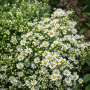 Aster ericoides +- 50 sem.