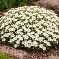 Arenaria montană 15 sem.