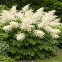 Aruncus dioică +- 200 sem.