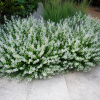 Calaminta White Cloud Strain ± 15 sem.