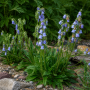 Campanula barbata ± 90 sem.