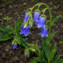 Campanula barbata ± 90 sem.