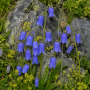 Campanula barbata ± 90 sem.