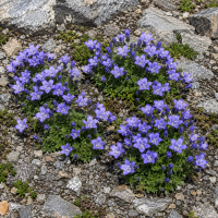 Campanula cenisia 20 sem.