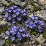 Campanula cenisia 20 sem.