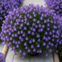 Campanula cochleariifolia Bavaria Blue ± 20 sem.