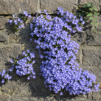 Campanula cochleariifolia Bavaria Blue ± 20 sem.