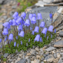 Campanula cochleariifolia ± 30 sem.