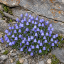 Campanula cochleariifolia ± 30 sem.
