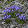 Campanula cochleariifolia ± 30 sem.