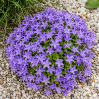 Campanula garganica 18 sem.