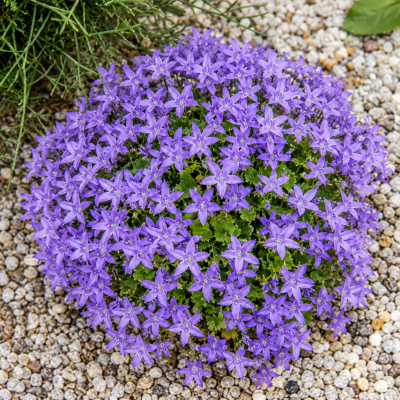 Campanula garganica 18 sem.