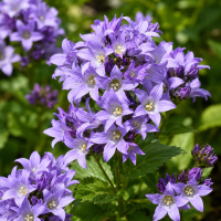 Campanula lactiflora ± 60 sem.