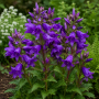 Campanula latifolia var. macrantha 10 sem.
