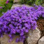 Campanula portenschlagiana 10 sem.