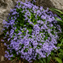 Campanula poscharskyana ± 20 sem.