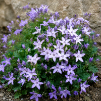 Campanula poscharskyana ± 20 sem.