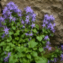 Campanula poscharskyana ± 20 sem.
