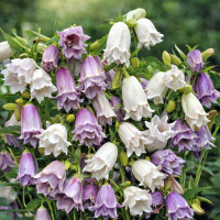 Campanula takesimana Flore Pleno Mix ±10 sem.
