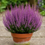 Calluna vulgaris ± 300 sem.