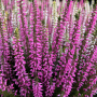 Calluna vulgaris ± 300 sem.