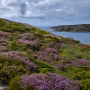 Calluna vulgaris ± 300 sem.