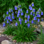 Campanula barbata ± 90 sem.