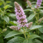 Mentha longifolia ± 80 sem.