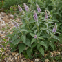 Mentha longifolia ± 80 sem.