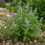 Mentha longifolia ± 80 sem.
