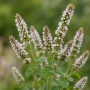 Mentha suaveolens Applemint ± 230 sem.