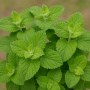 Mentha suaveolens Applemint ± 230 sem.