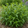Mentha Spicata-Hybr. ± 140 sem.