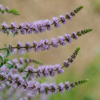 Mentha Spicata-Hybr. ± 140 sem.