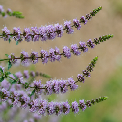 Mentha Spicata-Hybr. ± 140 sem.