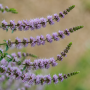 Mentha Spicata-Hybr. ± 140 sem.