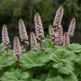Petasites hybridus ± 70 sem.