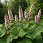 Petasites hybridus ± 70 sem.