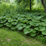 Petasites hybridus ± 70 sem.