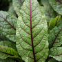 Rumex var. sanguineus ± 25 sem.