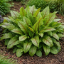 Rumex var. sanguineus ± 25 sem.