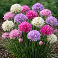 Ceapă decorativă chives Mixed One 10 sem.
