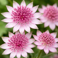 Astrantia major 10 sem.