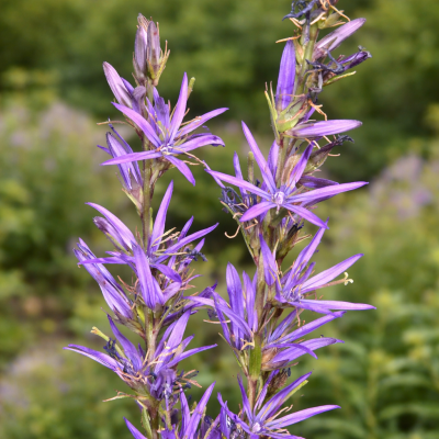 Asyneuma canescens 10 sem.