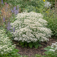 Aster ptarmicoides 25 sem.